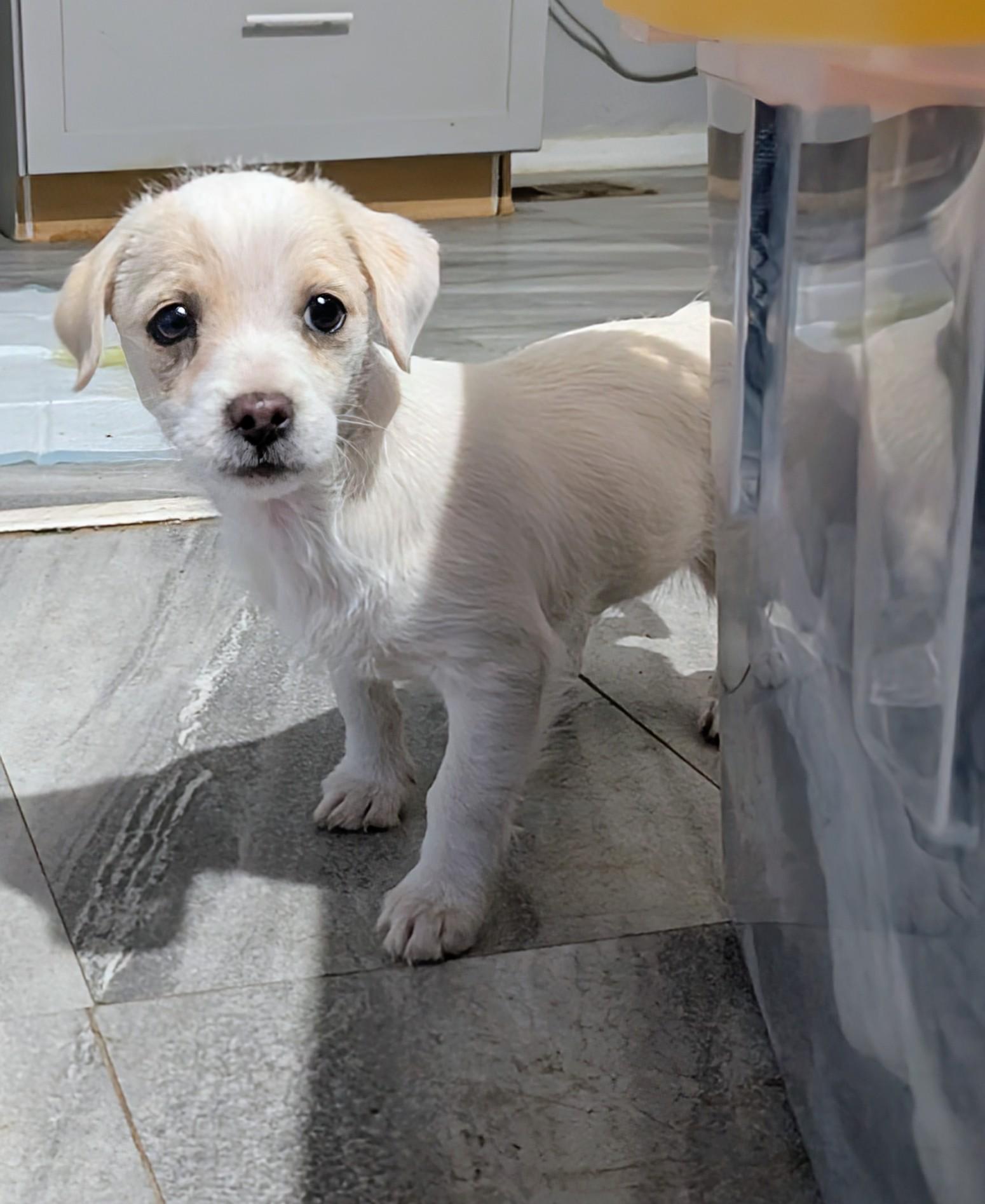 Toby, ADOPTABLE, Puppy Male Chihuahua.