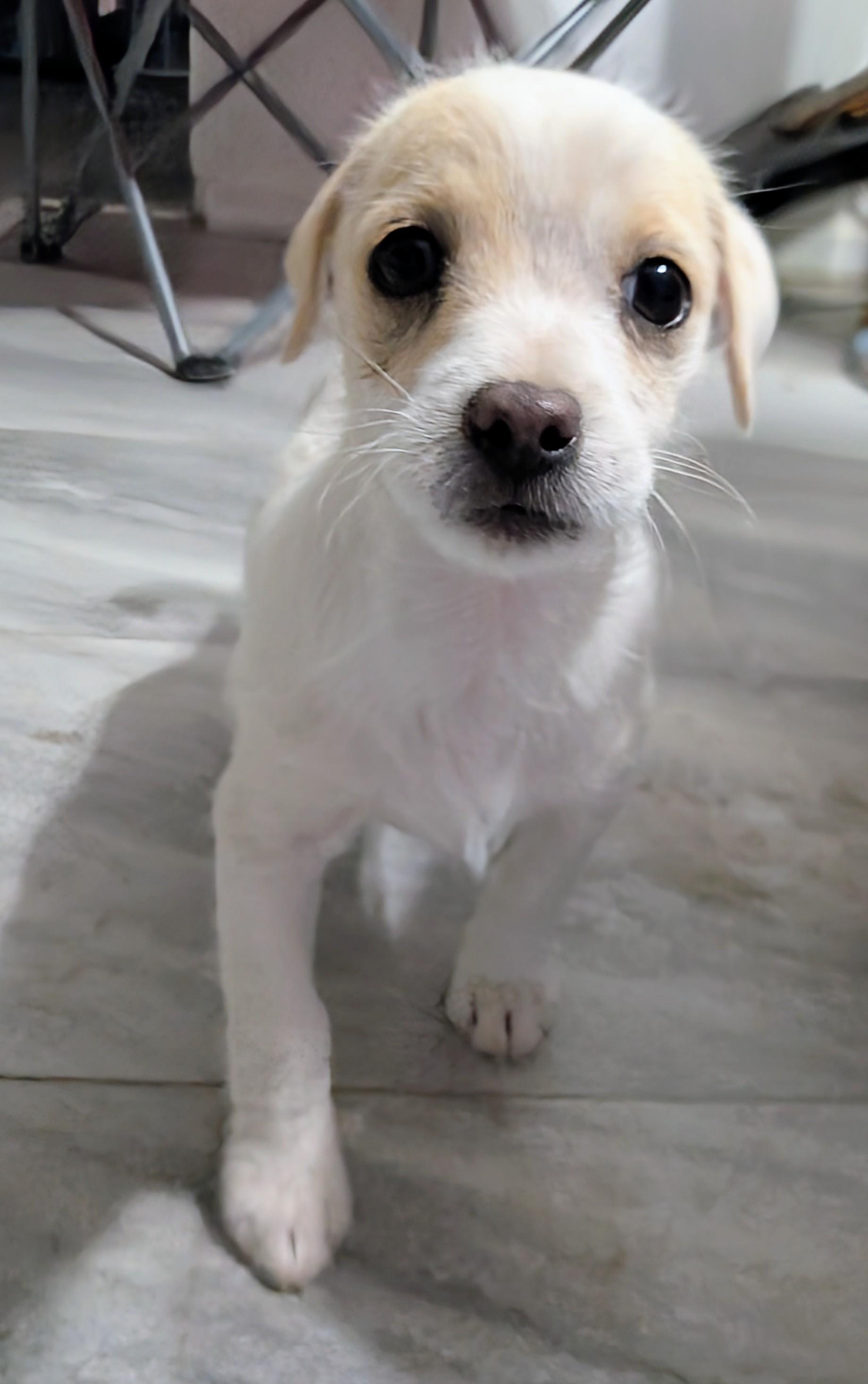 Enlarge Toby, a ADOPTABLE mixed breed in Saint David, AZ image 3/4