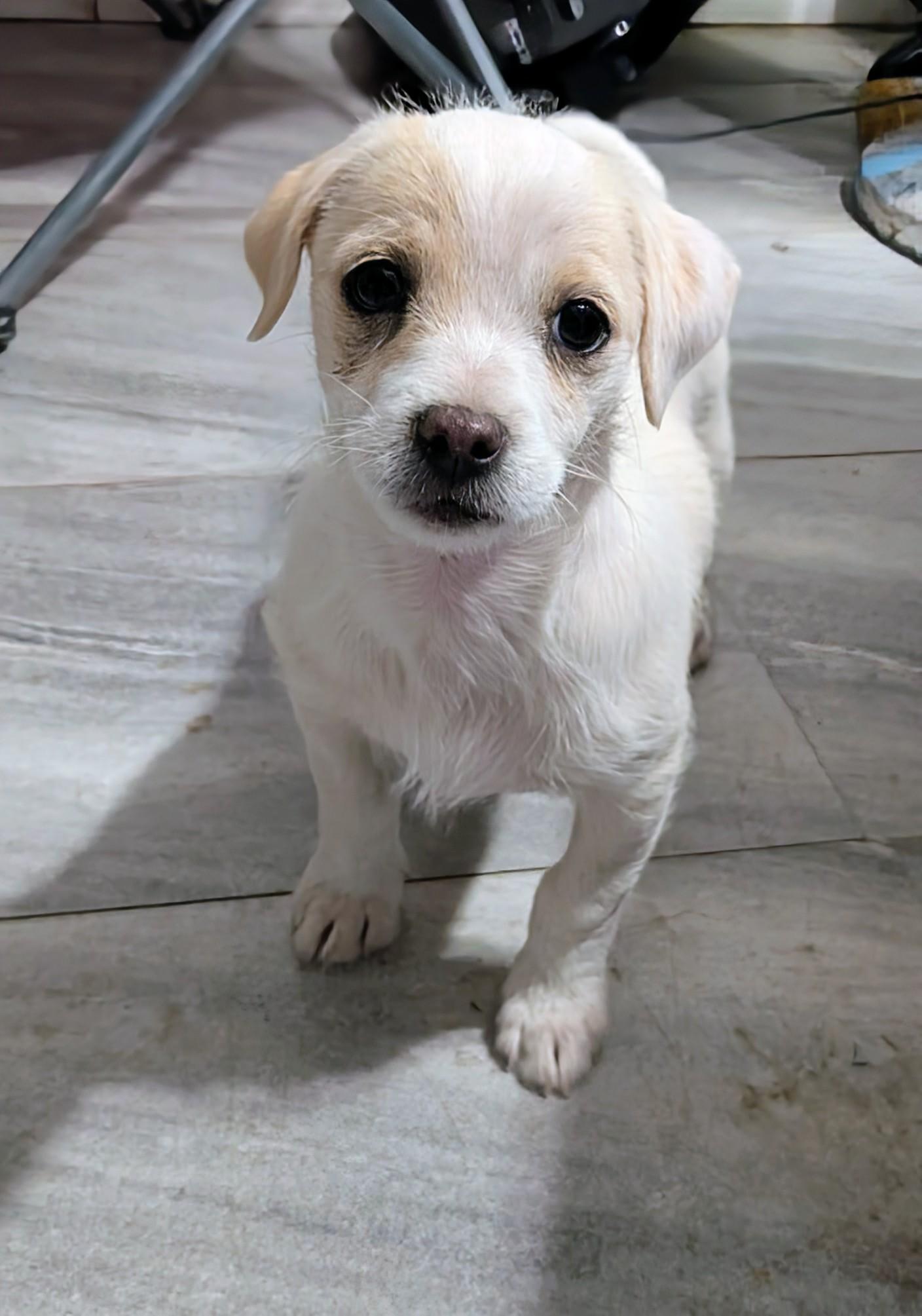 Enlarge Toby, a ADOPTABLE mixed breed in Saint David, AZ image 4/4