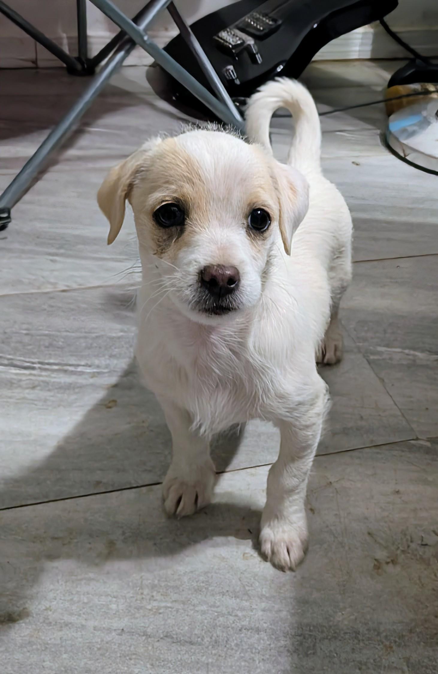 Enlarge Toby, a ADOPTABLE mixed breed in Saint David, AZ image 2/4