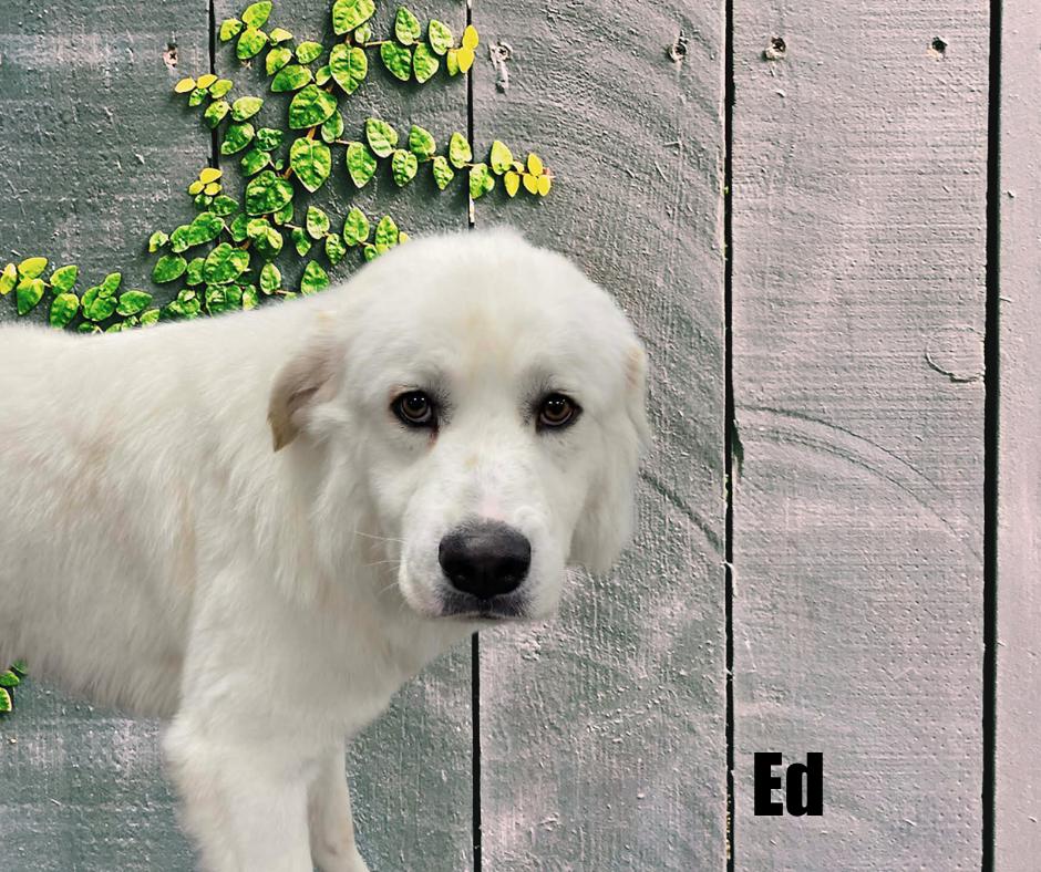 Enlarge Ed, a ADOPTABLE mixed breed in Marshville, NC image 2/2