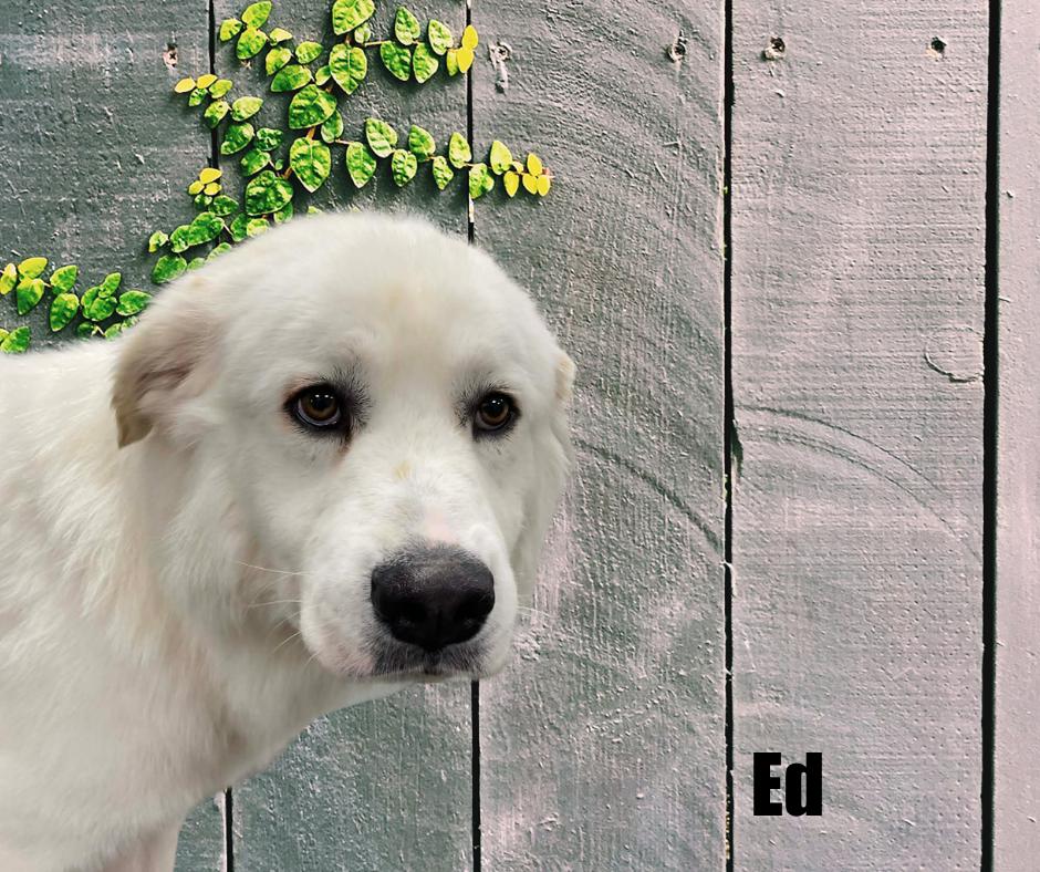Ed, ADOPTABLE, Young Male Great Pyrenees.