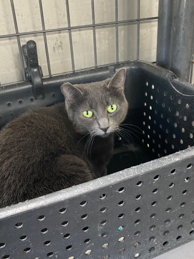 Cuddles, Adoptable, Adult Female Domestic Short Hair.