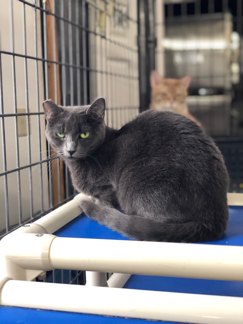 Enlarge Cuddles, a Adoptable Domestic Short Hair in Okanogan, WA image 2/6