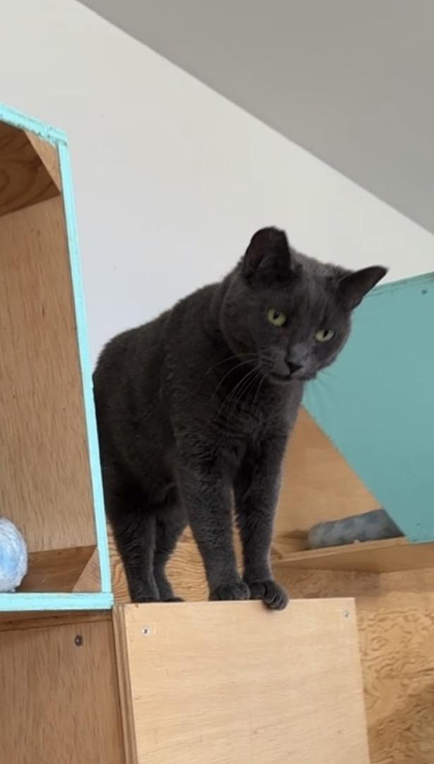 Cuddles, Adoptable, Adult Female Domestic Short Hair.