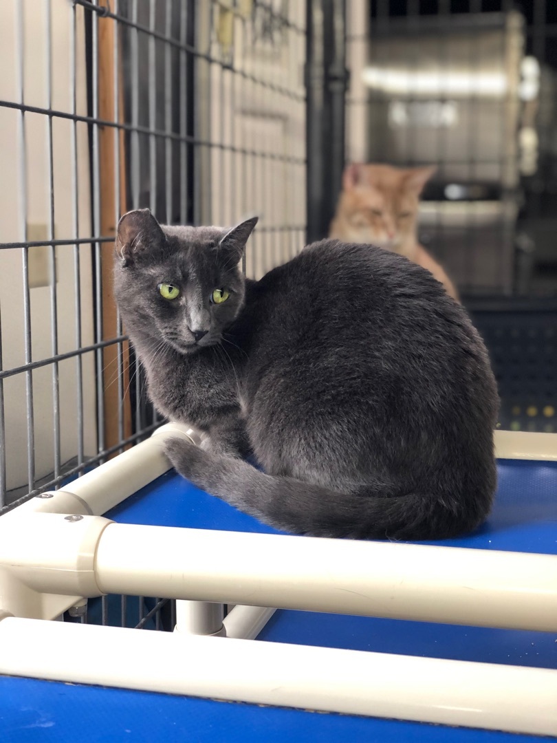 Enlarge Cuddles, a Adoptable Domestic Short Hair in Okanogan, WA image 3/6