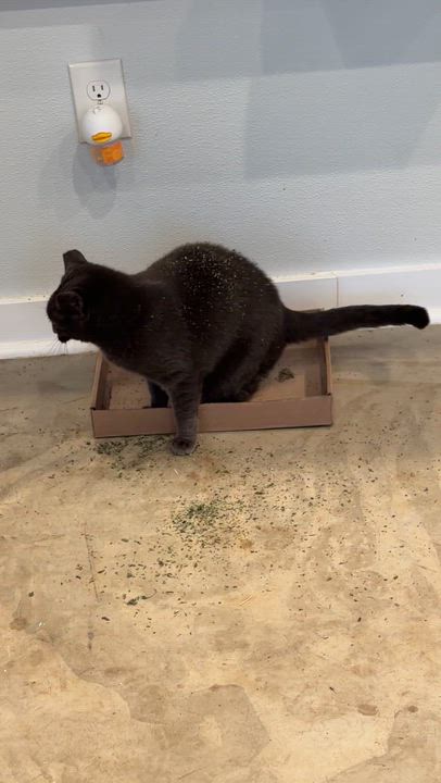 Enlarge Cuddles, a Adoptable Domestic Short Hair in Okanogan, WA video 2/3