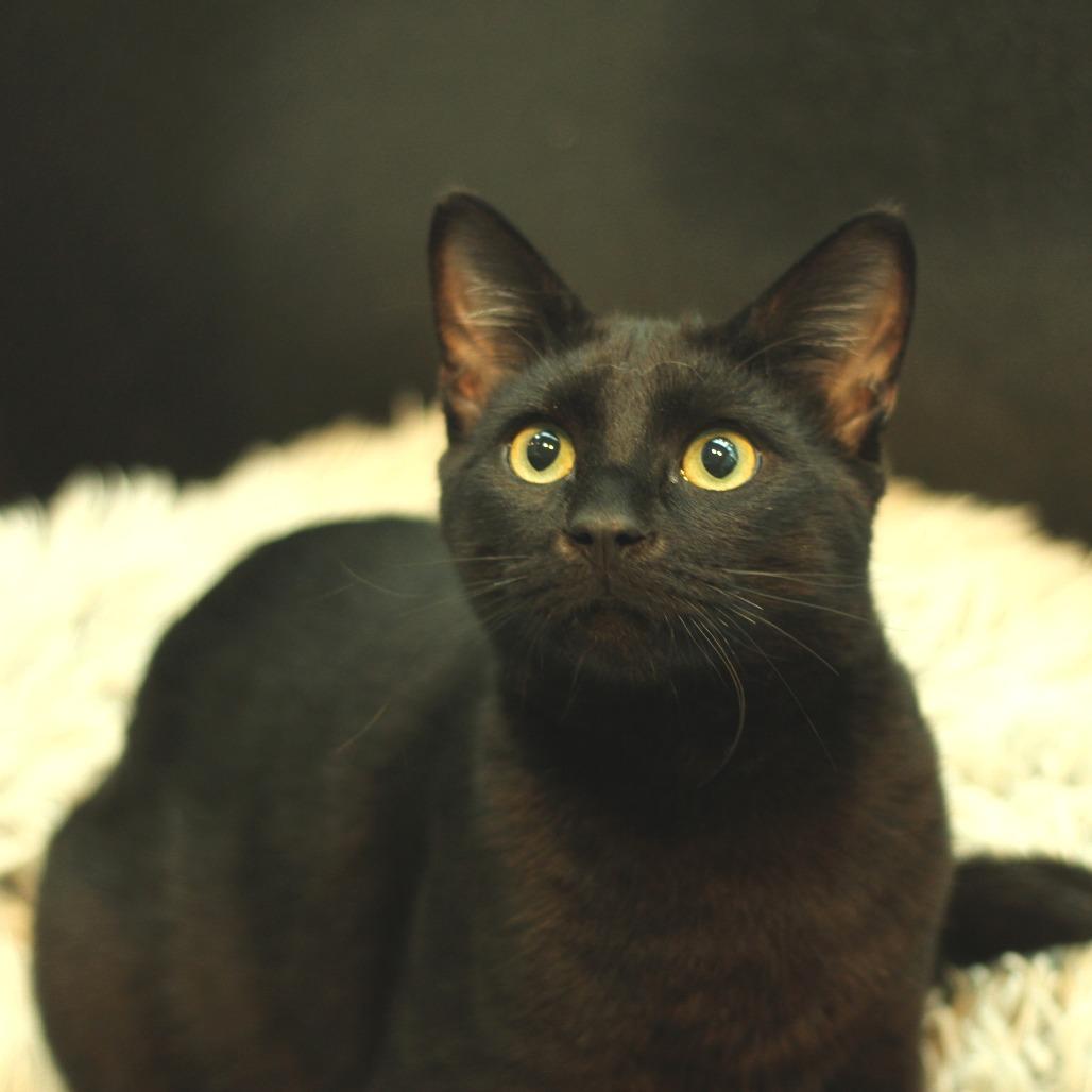 Casper, Adoptable, Young Male Domestic Short Hair.