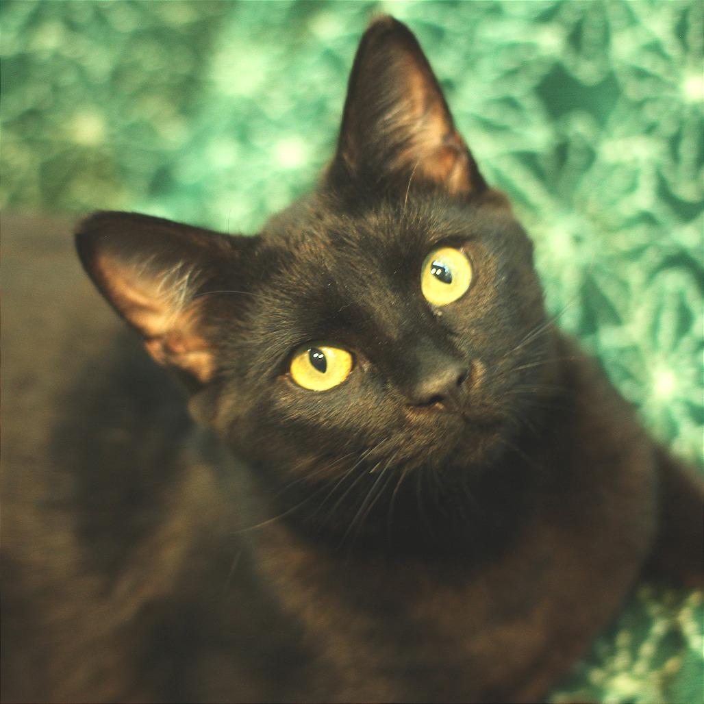 Casper, a Adoptable Domestic Short Hair in Freeport, FL image 2/2