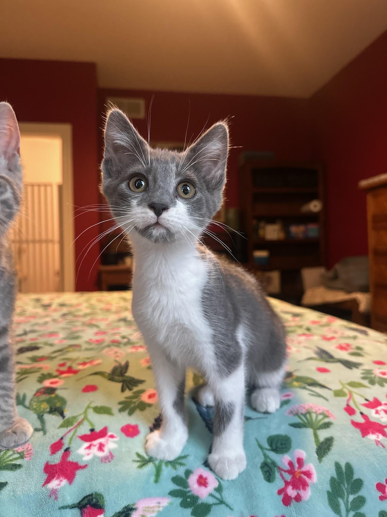 Toshiro, ADOPTABLE, Kitten Male Domestic Short Hair.
