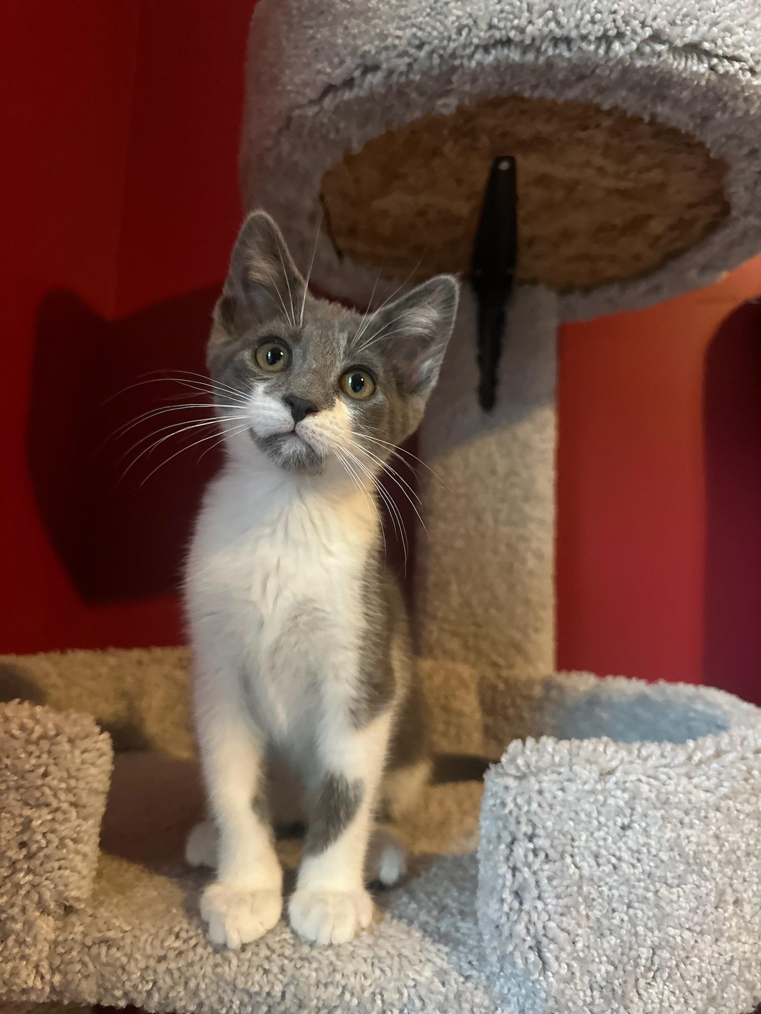 Toshiro, an adoption pending Domestic Short Hair in Hartville, OH image 2/4
