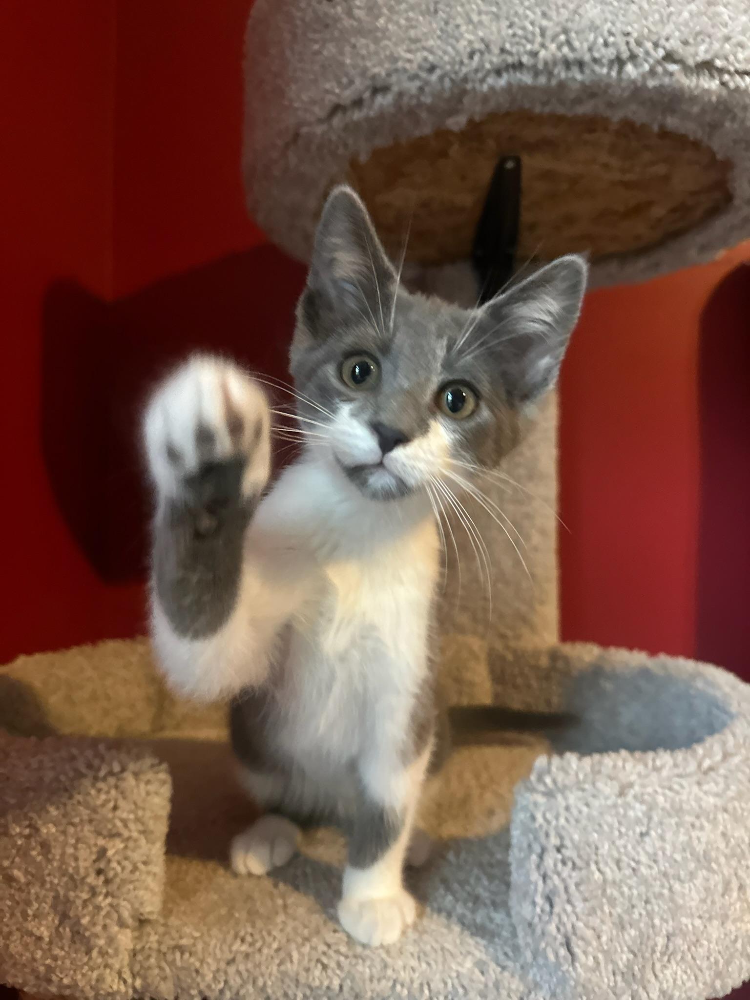 Toshiro, an adoption pending Domestic Short Hair in Hartville, OH image 3/4