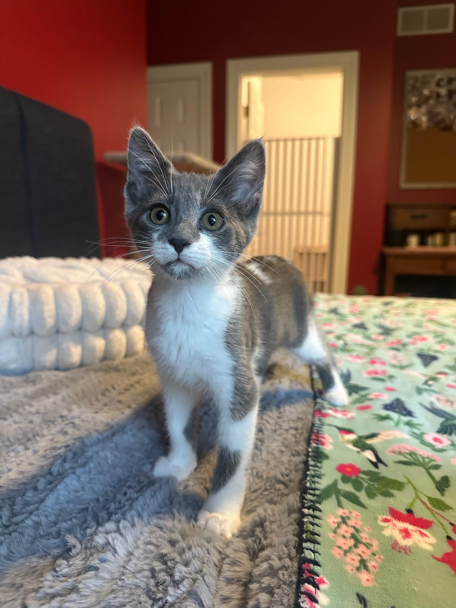 Toshiro, an adoption pending Domestic Short Hair in Hartville, OH image 4/4