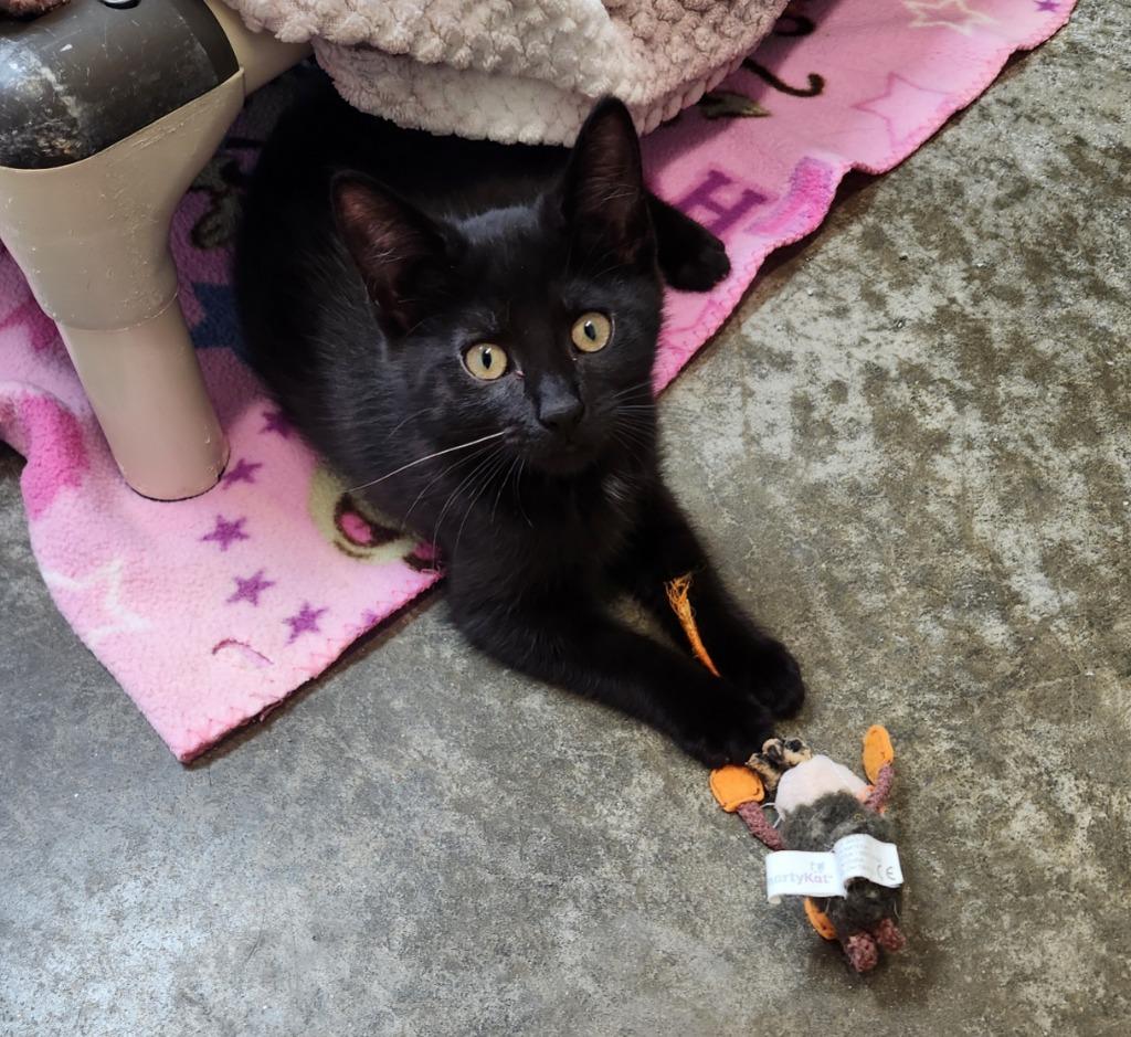 Bubble Gum, Adoptable, Young Female Domestic Short Hair.