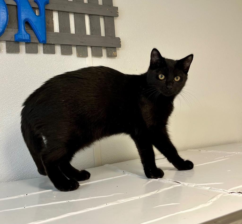 Enlarge Bubble Gum, a Adoptable mixed breed in Clinton, SC image 2/5