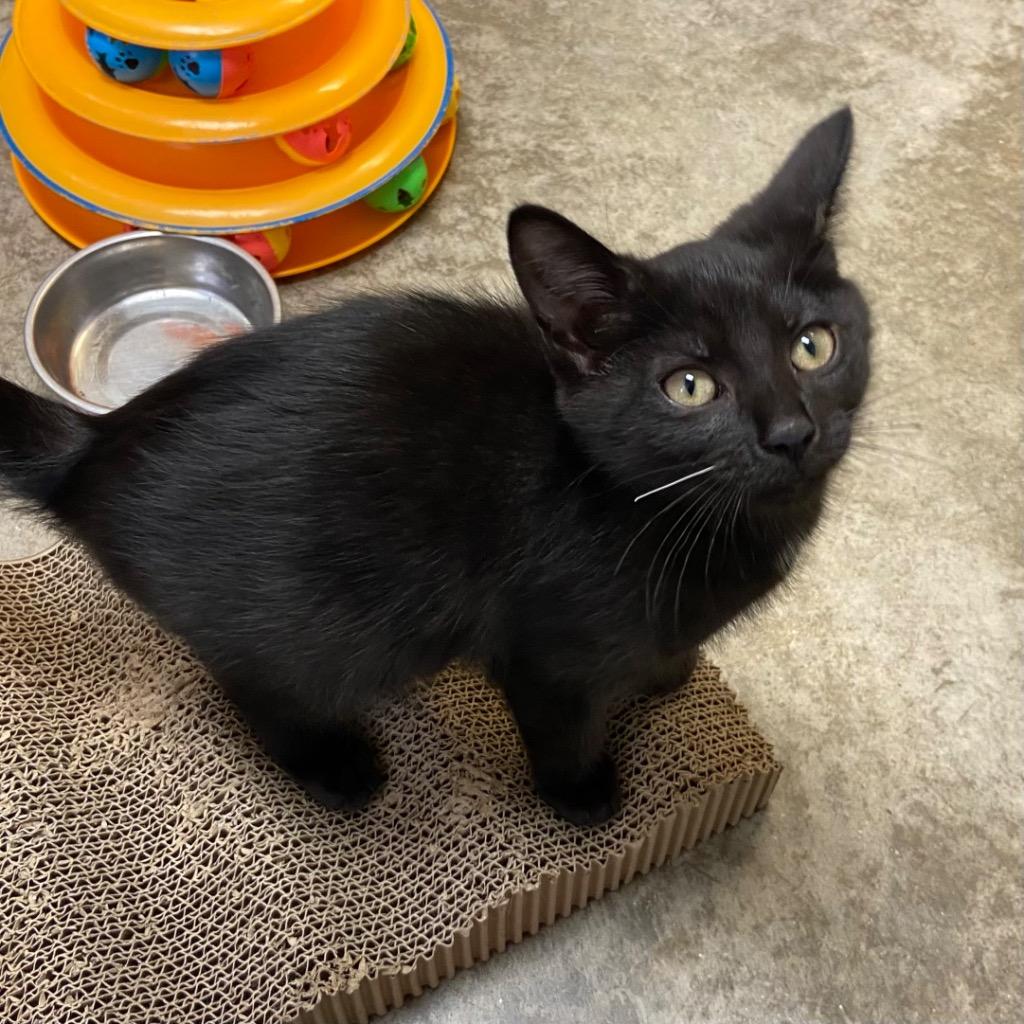 Enlarge Bubble Gum, a Adoptable mixed breed in Clinton, SC image 4/5