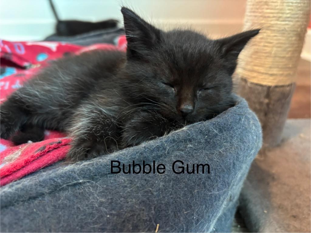 Enlarge Bubble Gum, a Adoptable mixed breed in Clinton, SC image 5/5