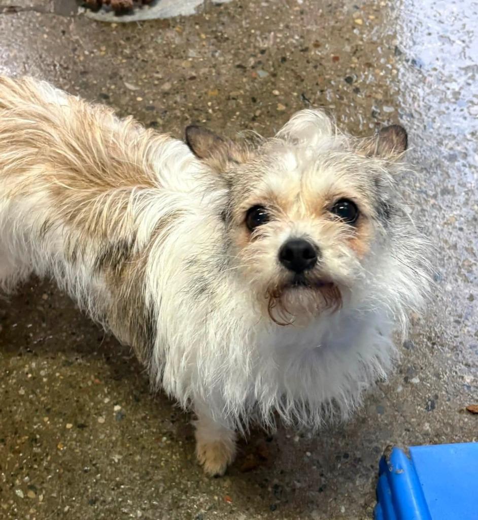 Enlarge Misty, a Adopted mixed breed in Warren, MI image 1/6