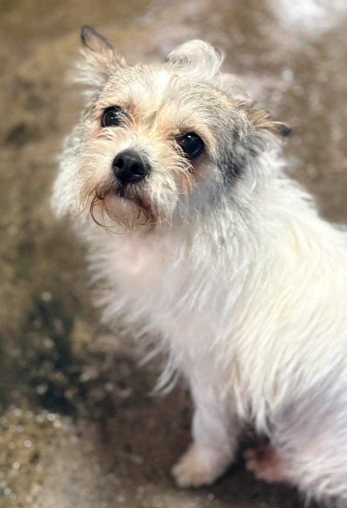Enlarge Misty, a Adopted mixed breed in Warren, MI image 2/6