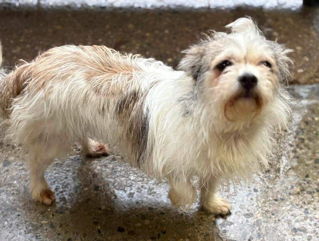 Enlarge Misty, a Adopted mixed breed in Warren, MI image 3/6