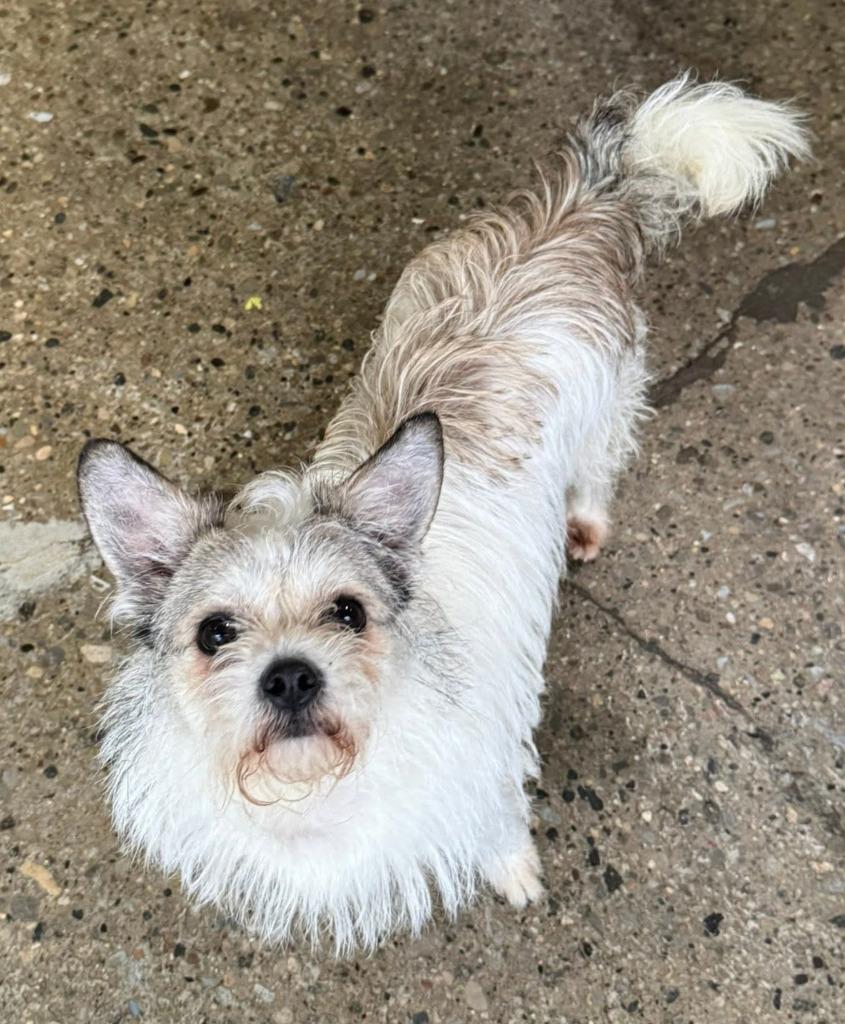 Enlarge Misty, a Adopted mixed breed in Warren, MI image 4/6