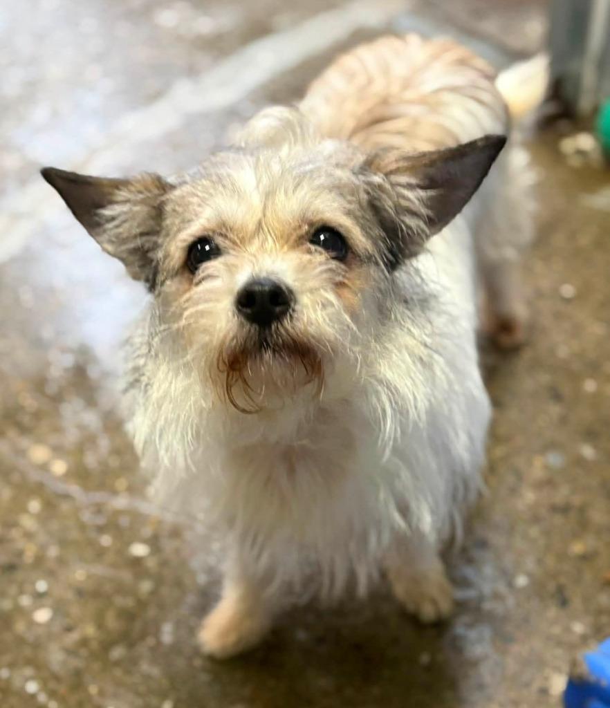 Enlarge Misty, a Adopted mixed breed in Warren, MI image 5/6