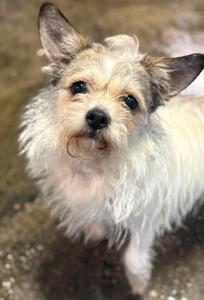 Enlarge Misty, a Adopted mixed breed in Warren, MI image 6/6
