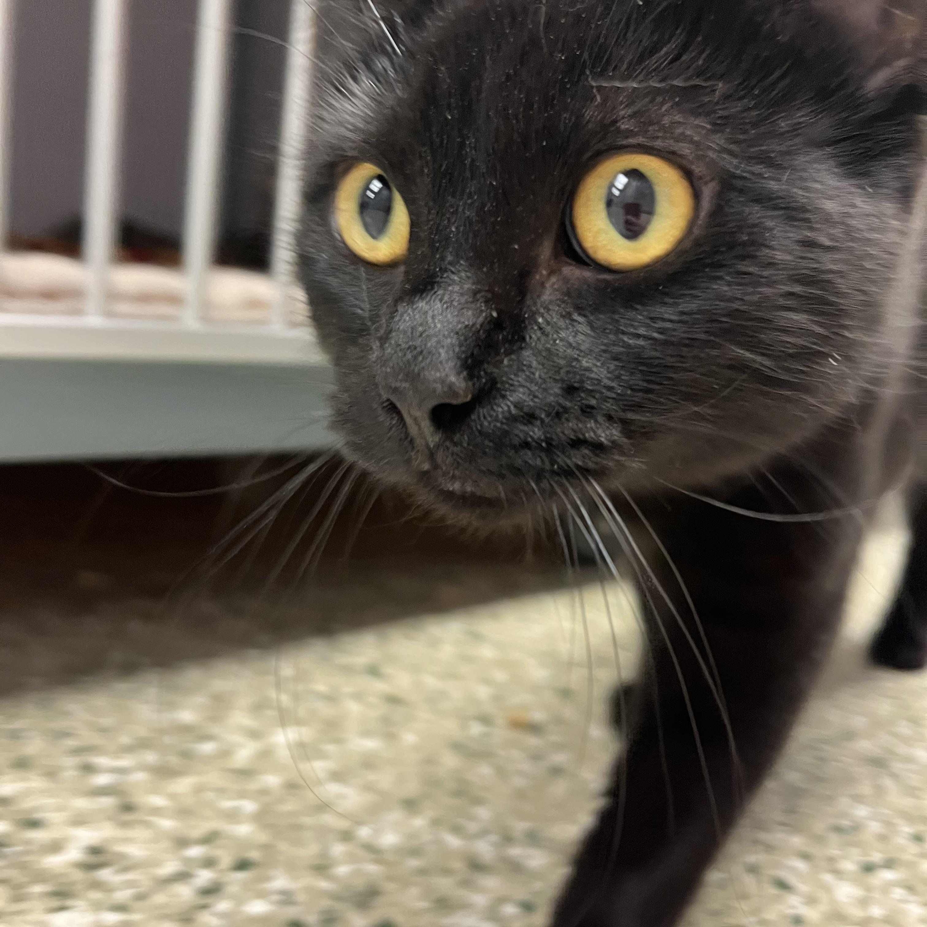 Rizzo, a Adoptable mixed breed in Cedar Rapids, IA image 2/4