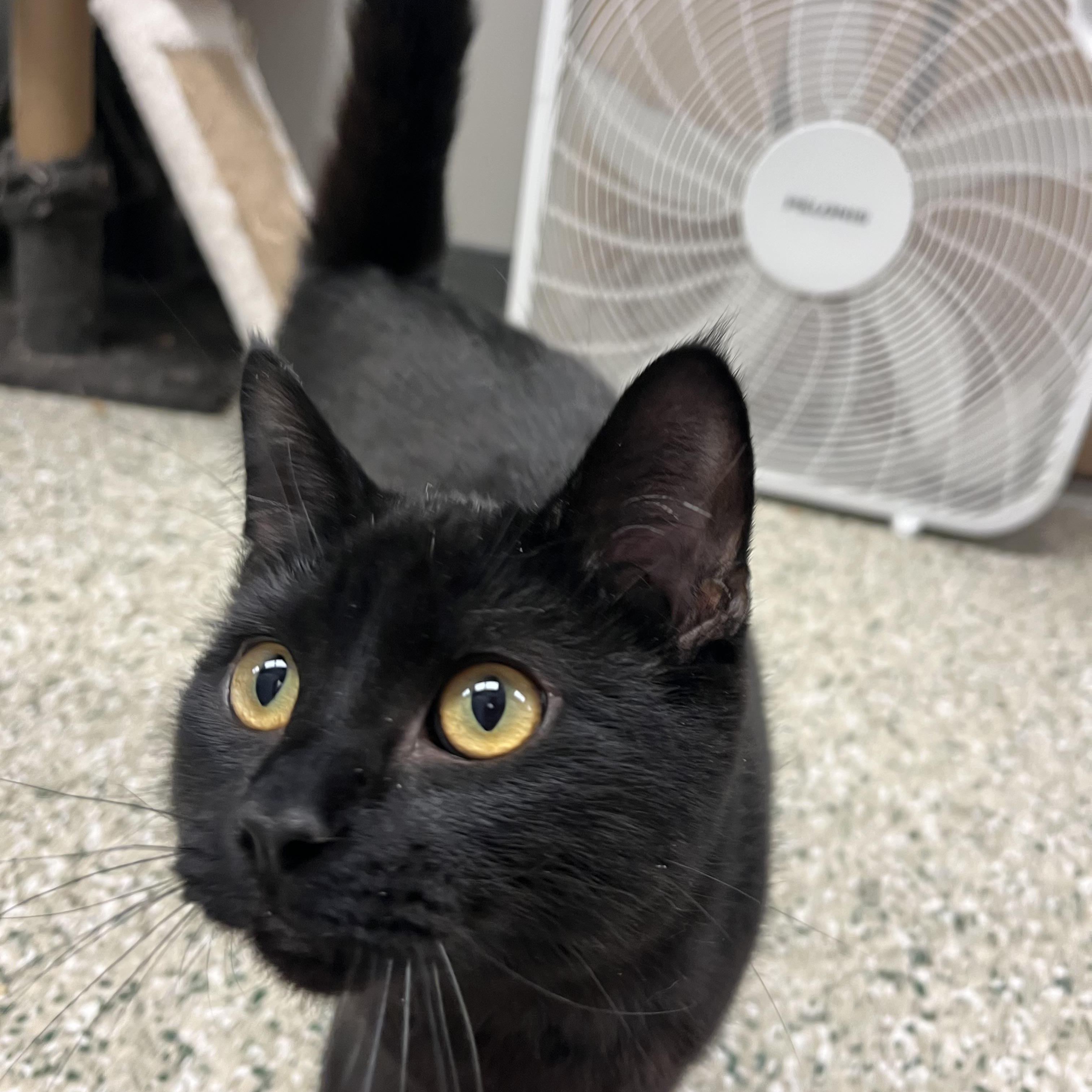 Rizzo, a Adoptable mixed breed in Cedar Rapids, IA image 3/4