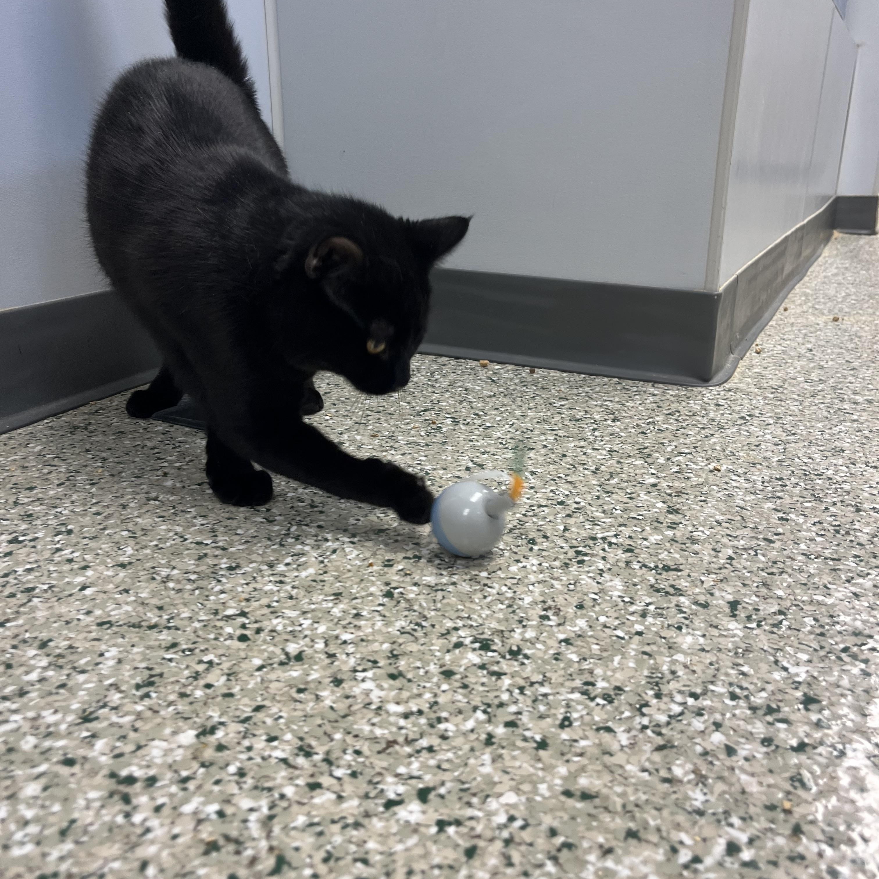 Rizzo — thumbnail 3