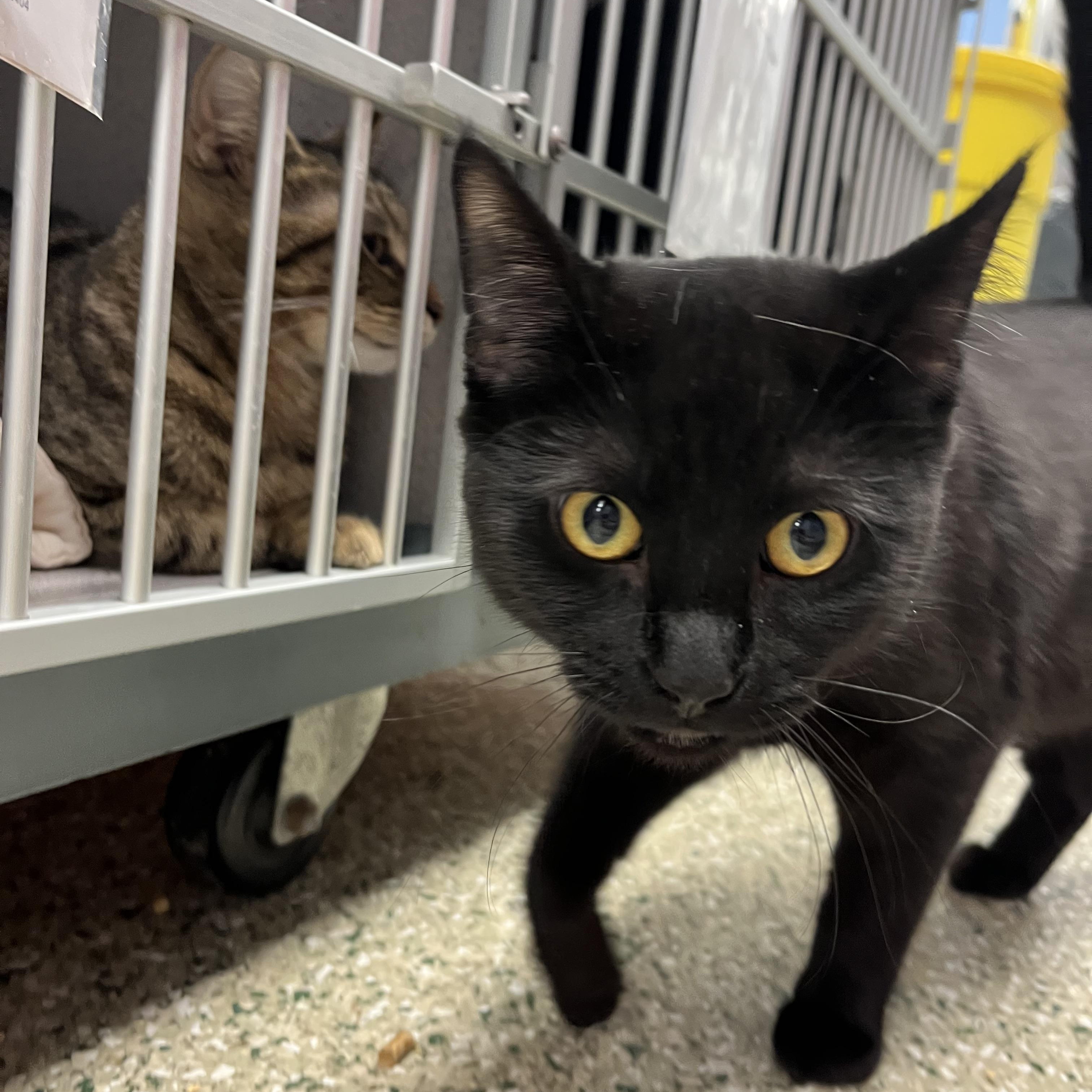 Rizzo, Adoptable, Young Male Domestic Short Hair.