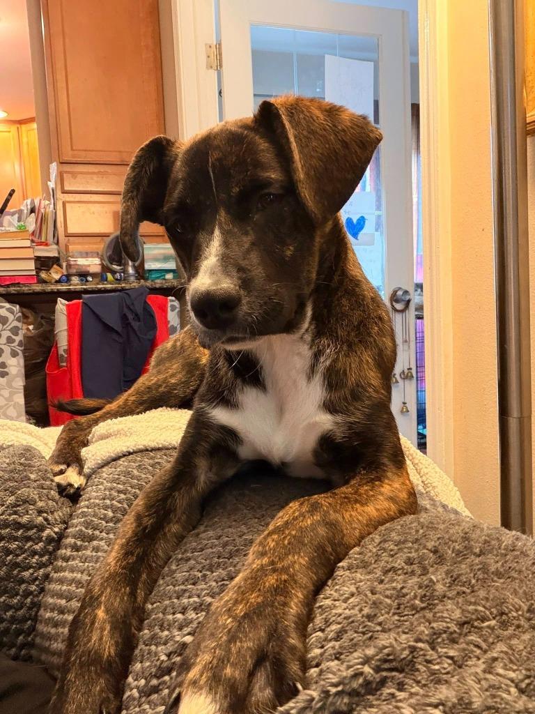 Birdie — thumbnail 2