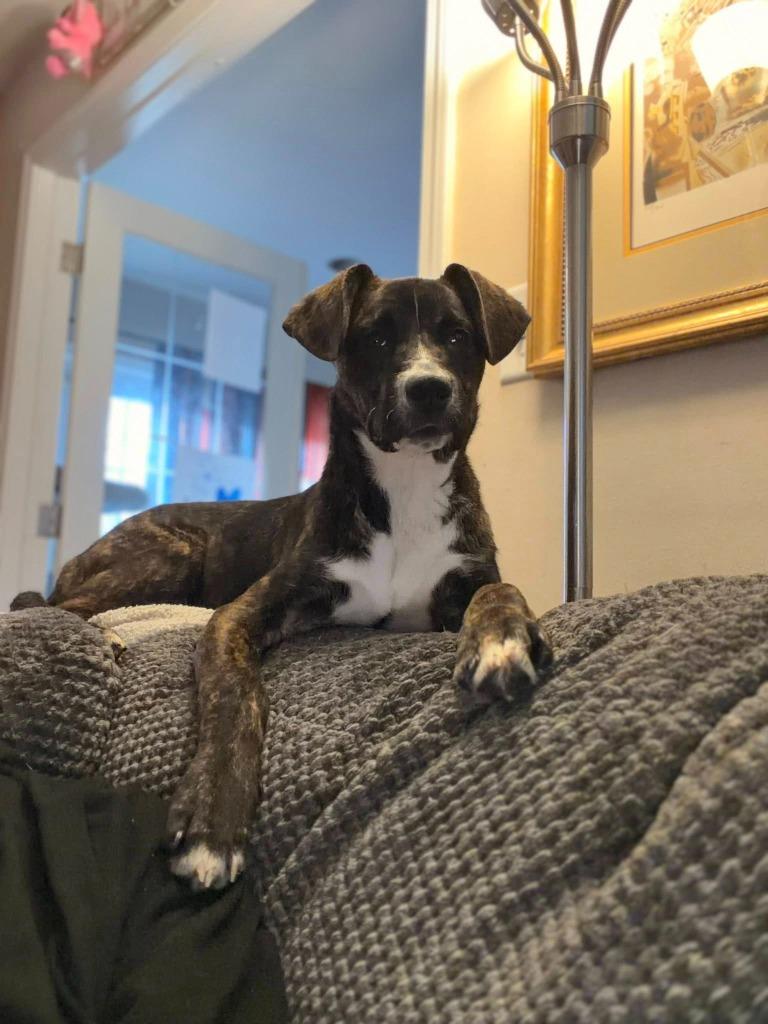 Birdie — thumbnail 3