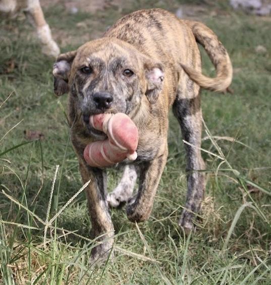 Enlarge Riley, a Adoptable mixed breed in Monroeville , PA image 5/6