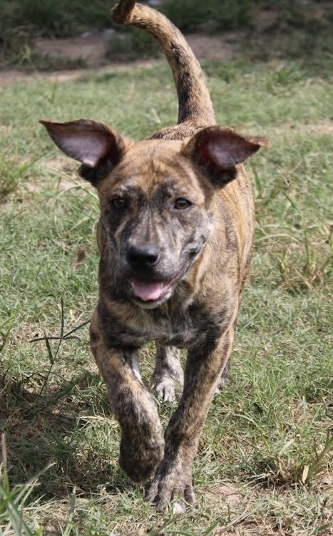 Enlarge Riley, a Adoptable mixed breed in Monroeville , PA image 6/6