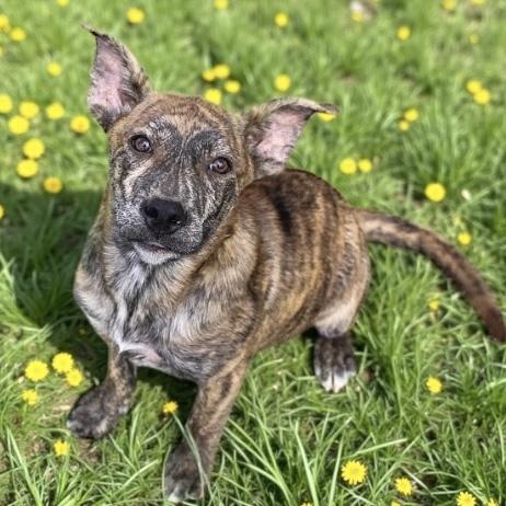 Enlarge Riley, a Adoptable mixed breed in Monroeville , PA image 1/6
