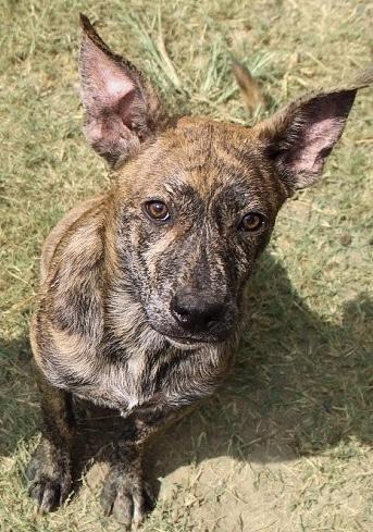 Enlarge Riley, a Adoptable mixed breed in Monroeville , PA image 3/6