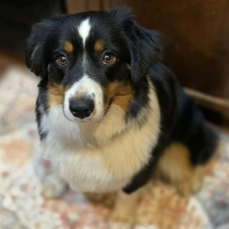 Rare Raven, a ADOPTABLE Australian Shepherd in La Center, WA image 4/4