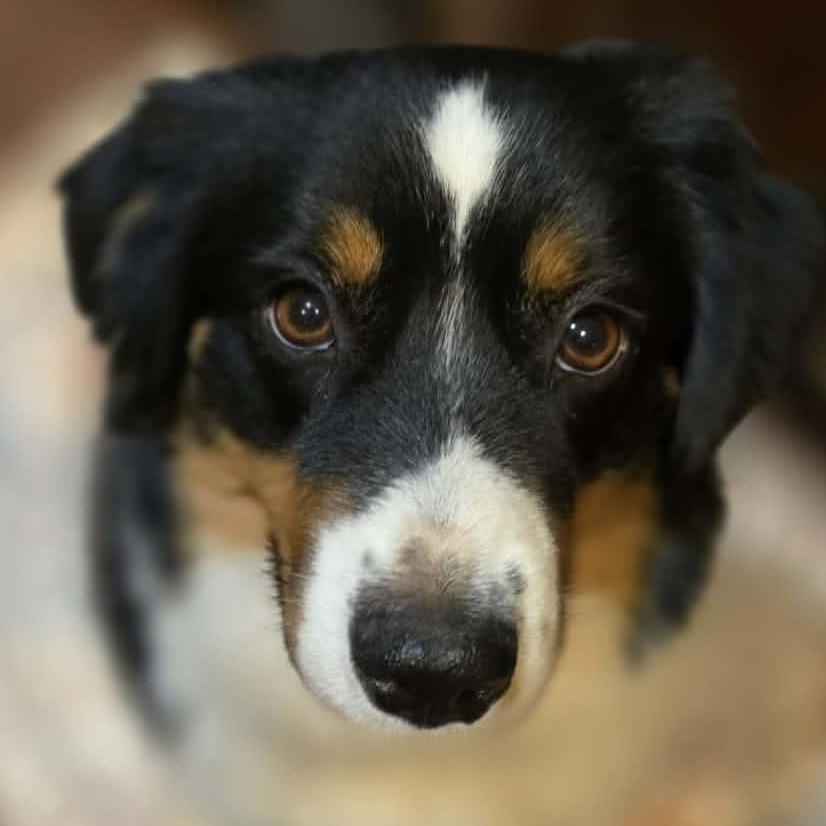 Rare Raven, a ADOPTABLE Australian Shepherd in La Center, WA image 1/4