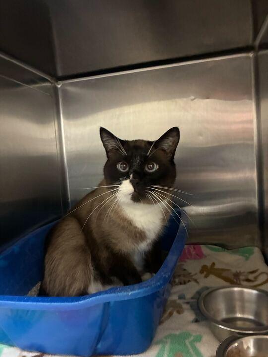 Sylvester, Adoptable, Young Male Domestic Short Hair.