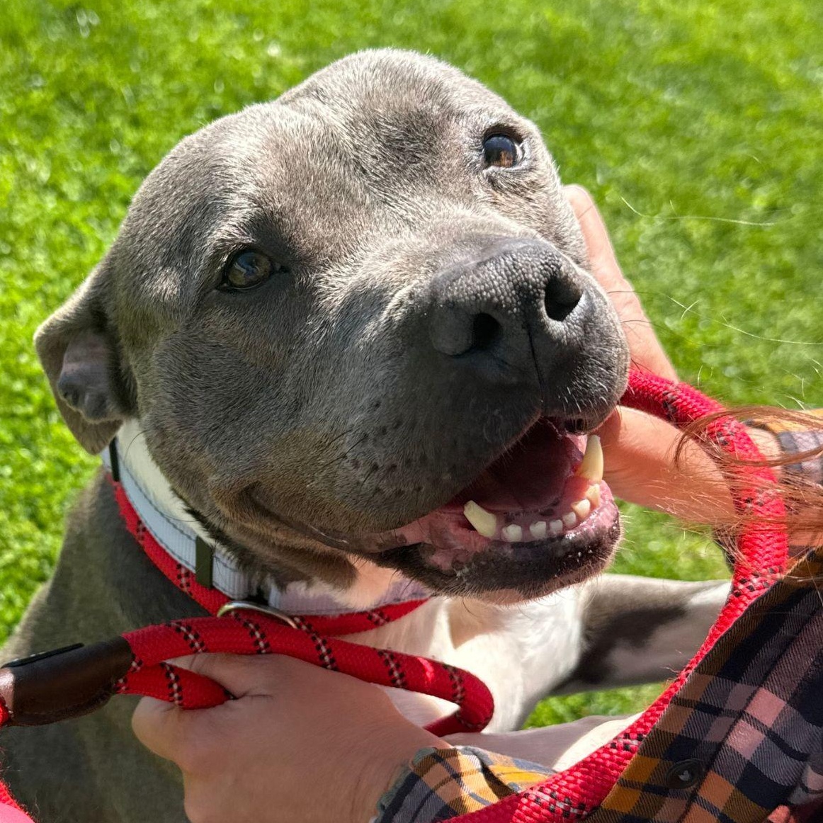 Velvet, adopted, Adult Female Pit Bull Terrier.