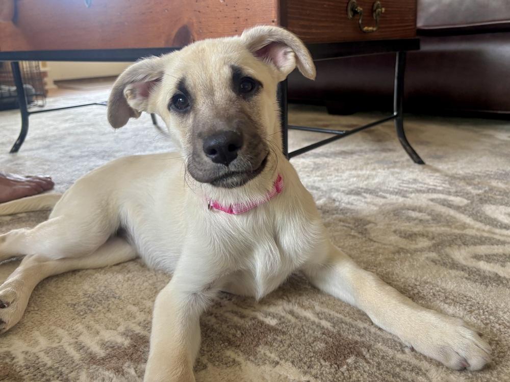 Enlarge Ciccarelliz / Dr Pepper, a Adoptable mixed breed in Broomfield, CO image 1/6