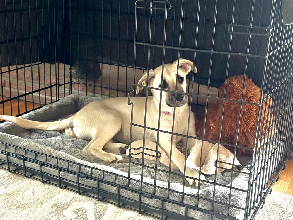 Enlarge Ciccarelliz / Dr Pepper, a Adoptable mixed breed in Broomfield, CO image 2/6