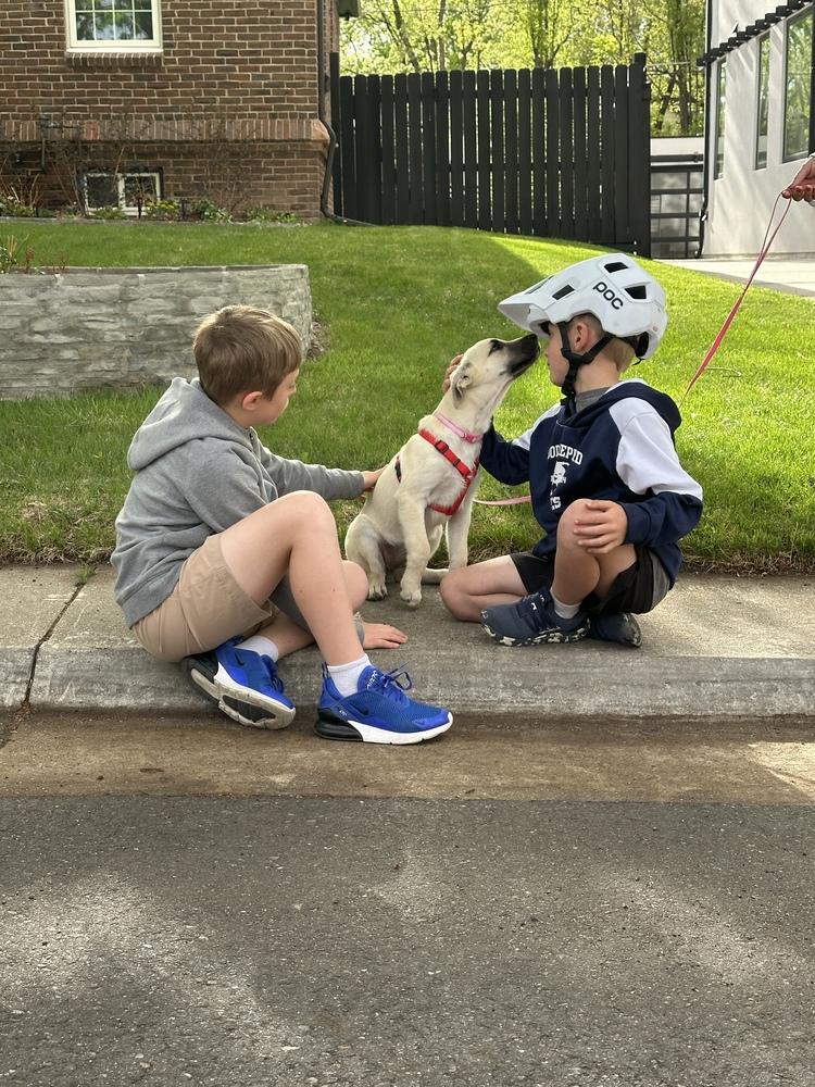 Enlarge Ciccarelliz / Dr Pepper, a Adoptable mixed breed in Broomfield, CO image 3/6