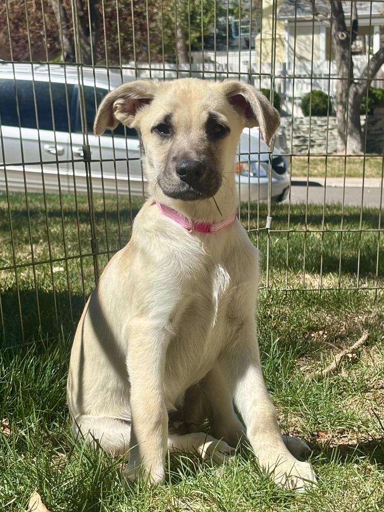 Enlarge Ciccarelliz / Dr Pepper, a Adoptable mixed breed in Broomfield, CO image 4/6