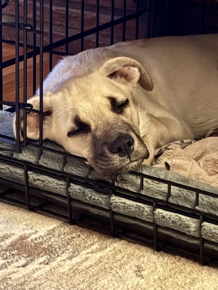 Enlarge Ciccarelliz / Dr Pepper, a Adoptable mixed breed in Broomfield, CO image 5/6