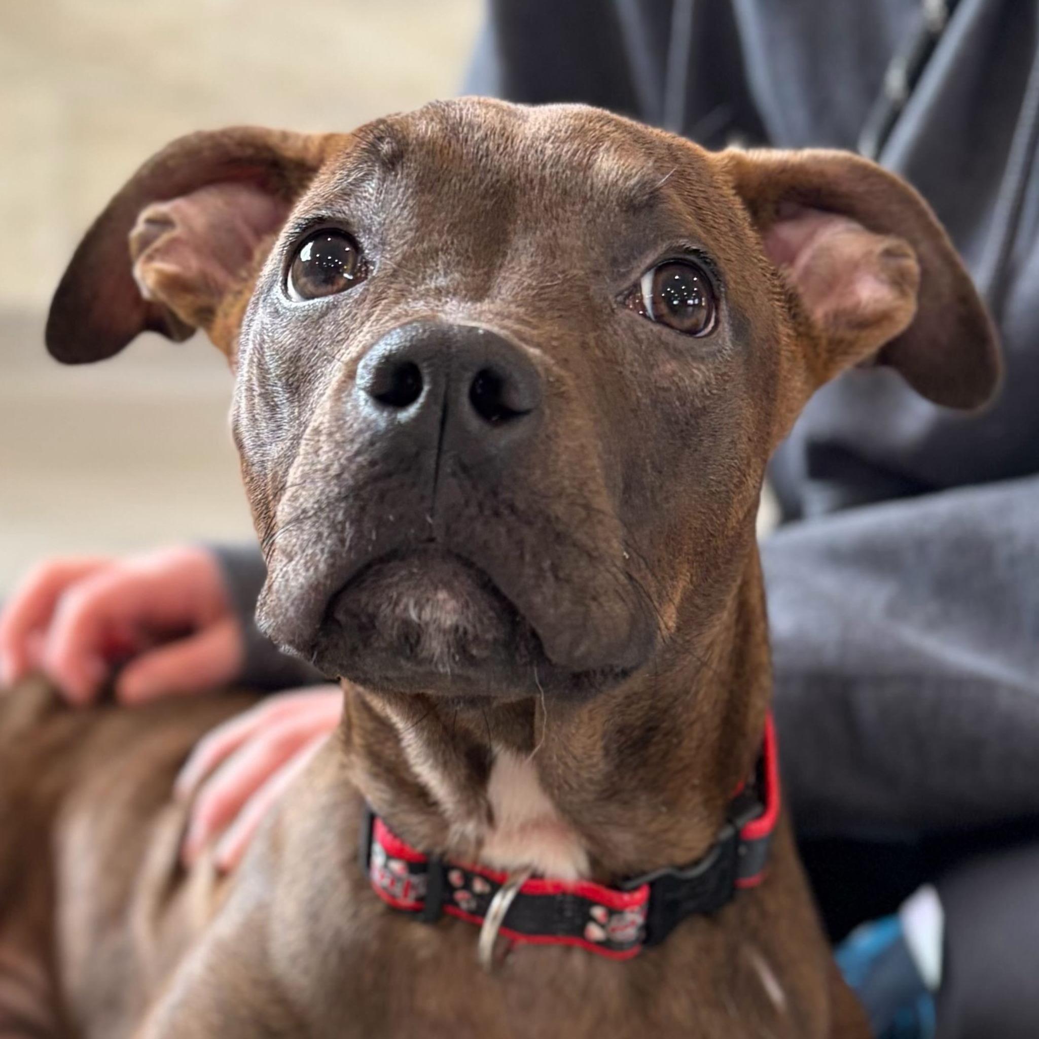 Enlarge Nessarose, a Adoptable mixed breed in Jefferson, WI image 1/1