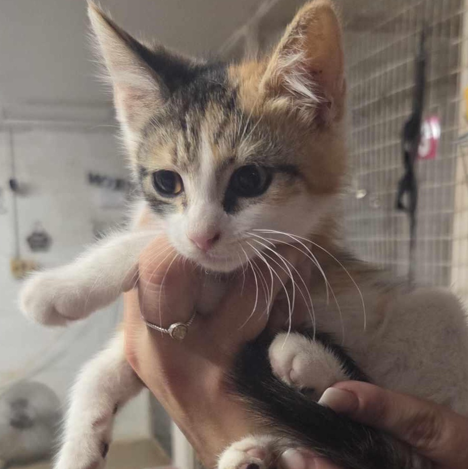 Wizzer, an adoptable Domestic Short Hair Mix in Lubbock, TX_image-1