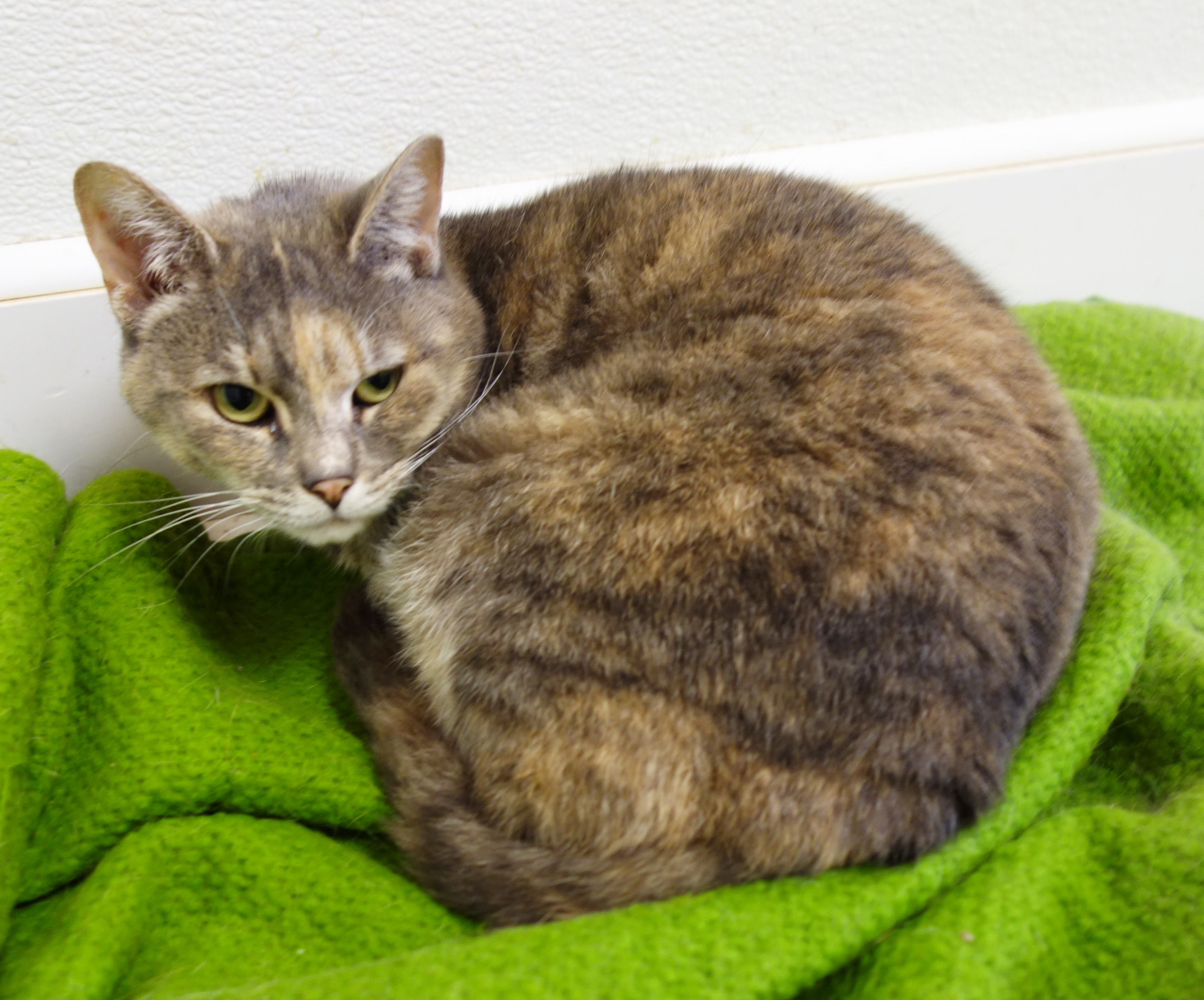 Val, a Adoptable Domestic Short Hair in Gouldsboro, PA image 1/2