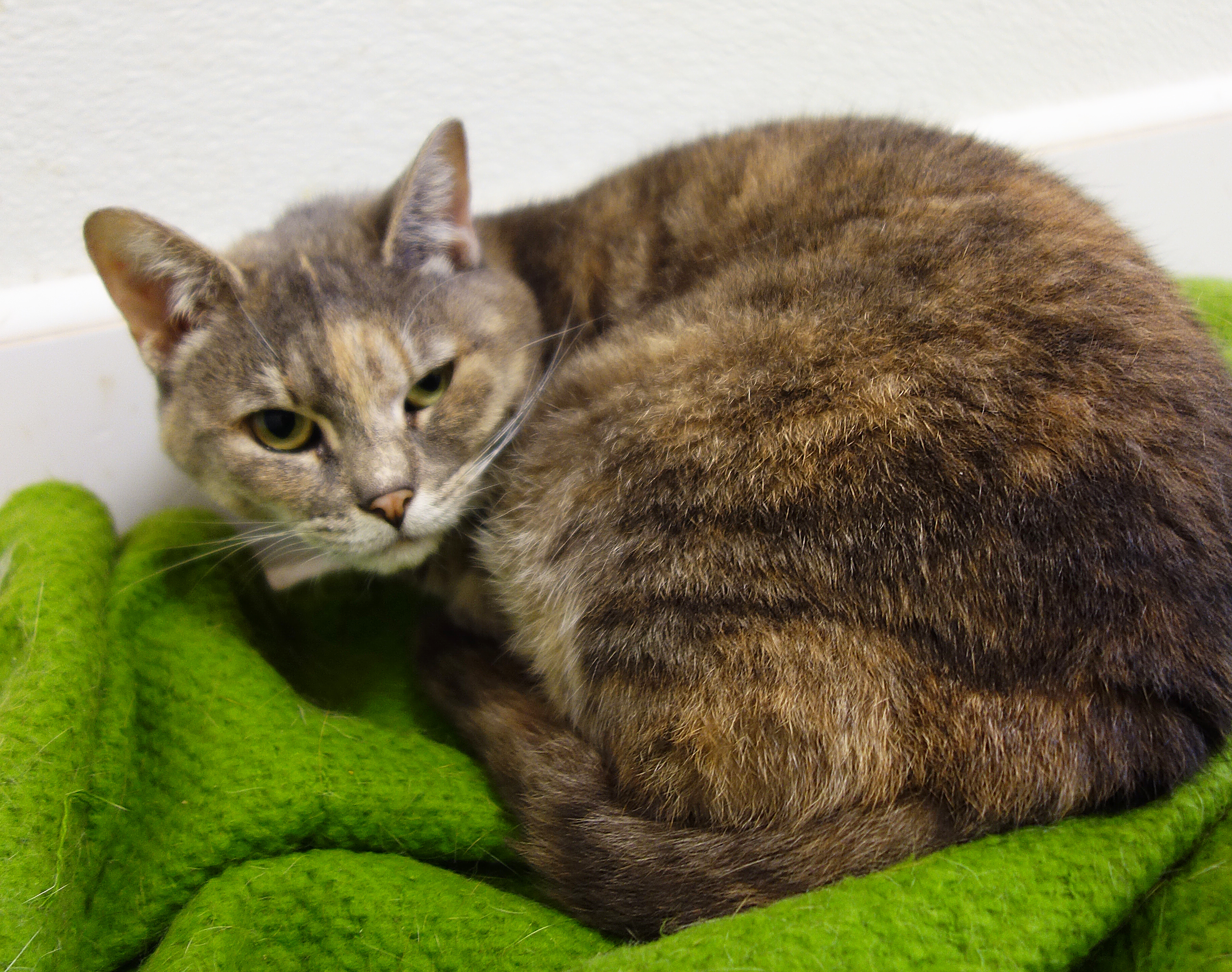 Val, a Adoptable Domestic Short Hair in Gouldsboro, PA image 2/2